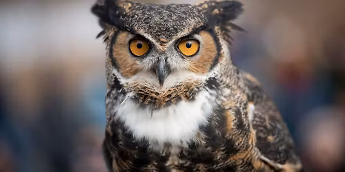 Nature on Tap: Owls