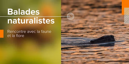 Partez \u00e0 la rencontre des castors