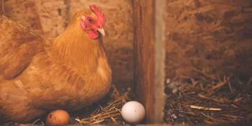 Prastara metoda oczyszczania jajem - warsztat