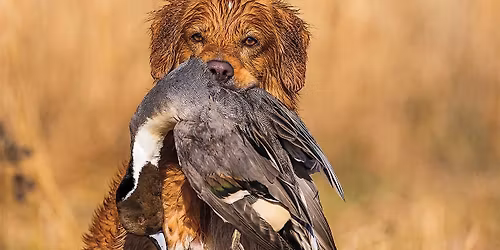 Tollertr\u00e6ning Syddanmark