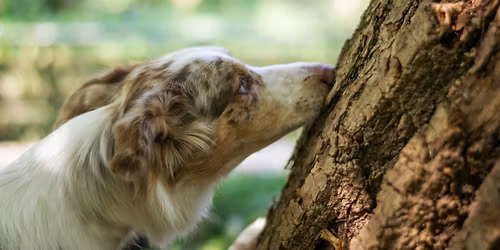 All Mixed Up Cyber Scent Work Game