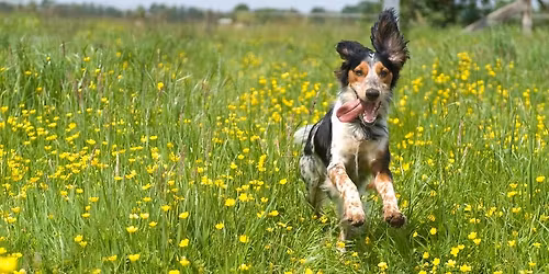A4D Lentewandeling en -brunch