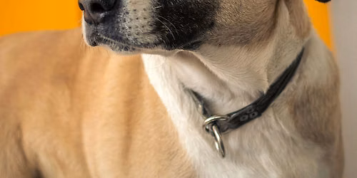 Paint Your Pet Workshop  (Oshawa)