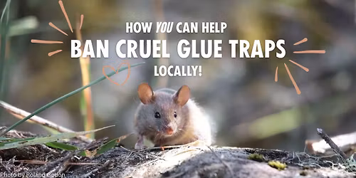 Meetup: How You Can Help Ban Cruel Glue Traps Locally!
