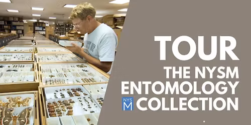 Tour of the New York State Museum Entomology Collection