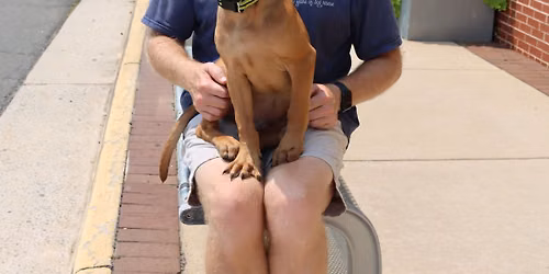 AFH Adoption Event @ The Bull Run AACA's Car Show