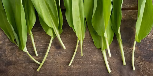 Wild Garlic Workshop
