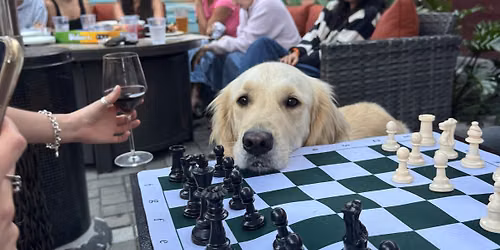 Boards & Barks Chess & Board Game Fundraiser to Benefit the Humane Society