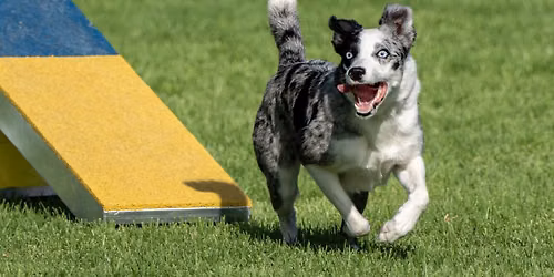 LVDICE Inaugural UKI Agility Trial