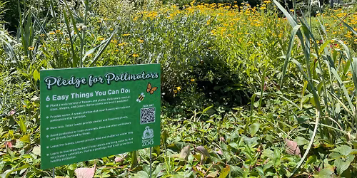 Planting For Beneficial Insects & Pollinators - Free Workshop