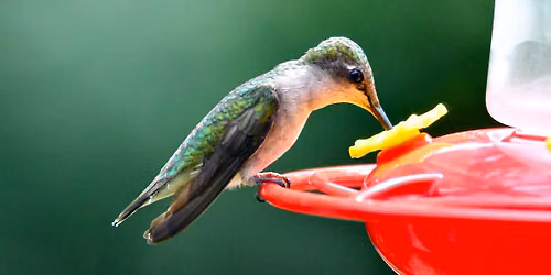 Hummingbird Hangout