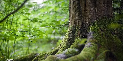Family constellation and Zen Coaching evenings with Roger