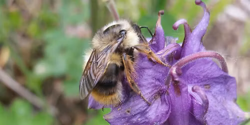 HOW, WHAT, WHO, WHEN AND WHERE OF POLLINATION