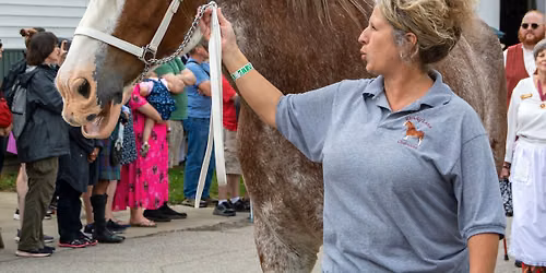 Clydesdale, Highland Coos & Shetland Sheep Exhibit