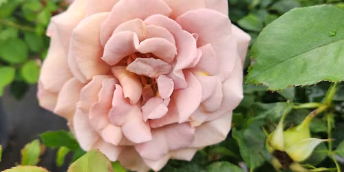 Plaza Classic Film Festival: The Rose