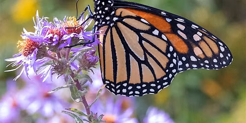 Community Champions: September Covid Memorial Garden Maintenance