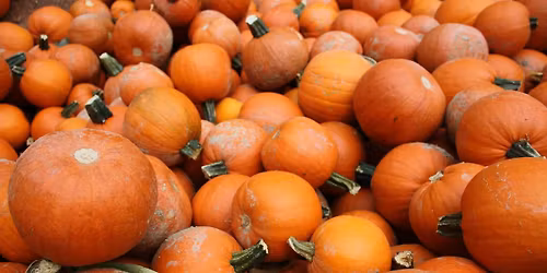 Pumpkin Palooza