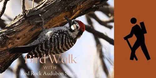 Bird Walk with Red Rock Audubon Society