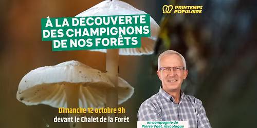 A la découverte des champignons de nos forêts 