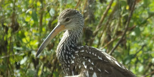 Alachua Audubon Bird Walk at Sweetwater Wetlands Park