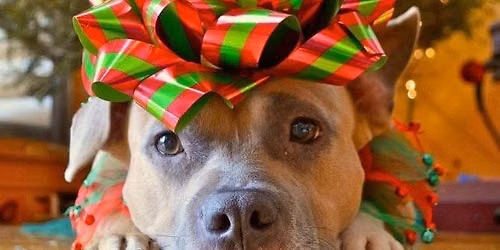 Wrapping 4 Rescue 2026!