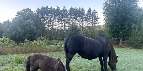 Evening Meditation at the Farm - Honoring the Loss of a Beloved Pet