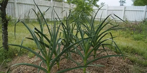 Garlic Harvesting + Info demo @ MLG