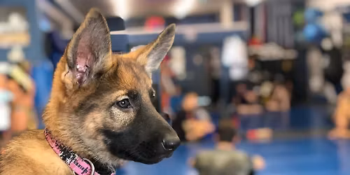 Harley & Sergio Dog Training \u2013 Indoor Training Ribbon Cutting