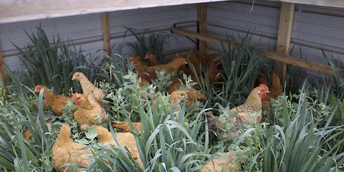 Lazy Acres Ranch Fall Dinner featuring the Forage Sisters