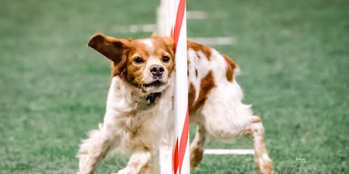 AKC Agility Trial by Marshfield Area Kennel Club!
