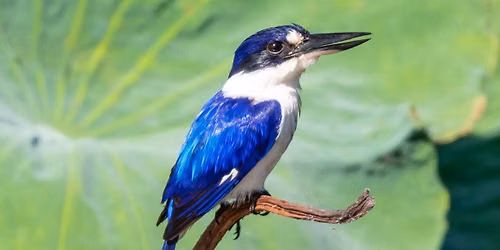 Accessible Bird Outing