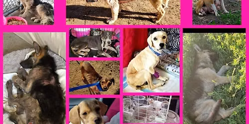 June adoptions Petsmart Clovis and Shaw