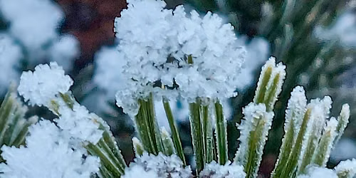 The Winter Garden & Wildlife Survival Guide - Gardening Talk
