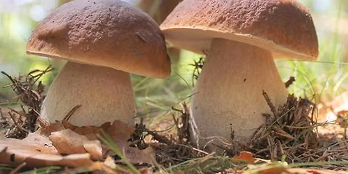 Sortie formatrice en mycologie et botanique.