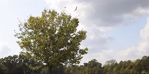 Treevening: Native trees and non-native look-alikes