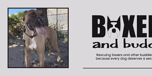 Adoption Event @ Bliss Holistic Center