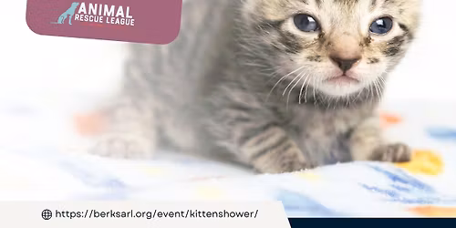 Kitten Shower 