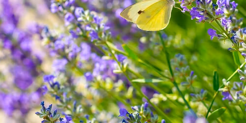 Find Your Lavender: Varieties for Gardens & Containers - Dublin