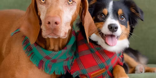 Holiday Pet Portraits \ud83c\udf84\ud83d\udcf8\ud83d\udc3e