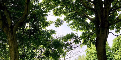 Park Yoga For Summer Solstice (Great Western Sq, Phibsboro)