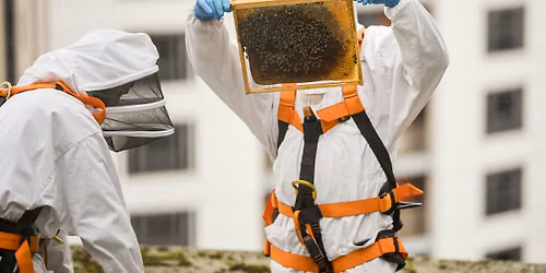 Bee Tours