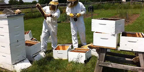 November Meeting - Honey Contest Results and Tasting, Guest Speaker Dr. Heather Mattila