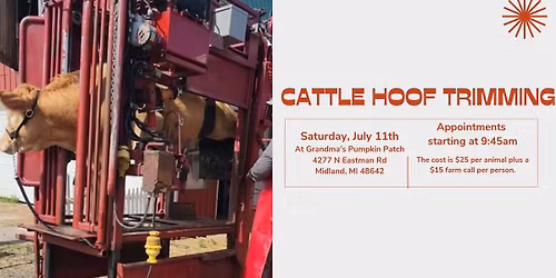 Cattle Hoof Trimming