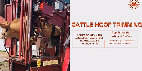 Cattle Hoof Trimming