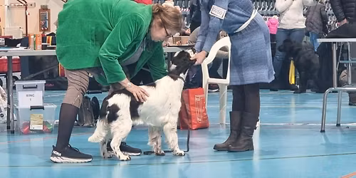 Oslo Dogshow - Spaniel Spesial