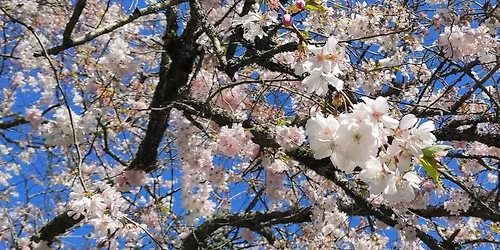 Qigong\/Tai Chi Class at upstairs@Gemini