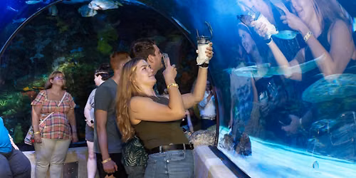 Sharks After Dark
