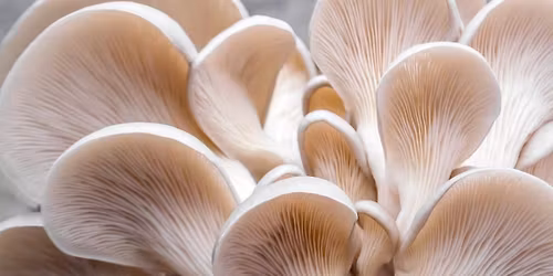 Grow your Own Mushrooms