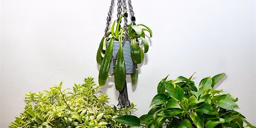 Macram\u00e9  Plant Hanger