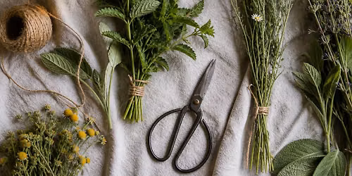 Herbs for Summer Wellness at Finley Farms